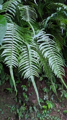 Microlepia hookeriana (Microlepia hookeriana)