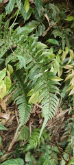 Microlepia hookeriana (Microlepia hookeriana)