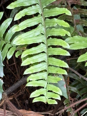 Microlepia hookeriana (Microlepia hookeriana)