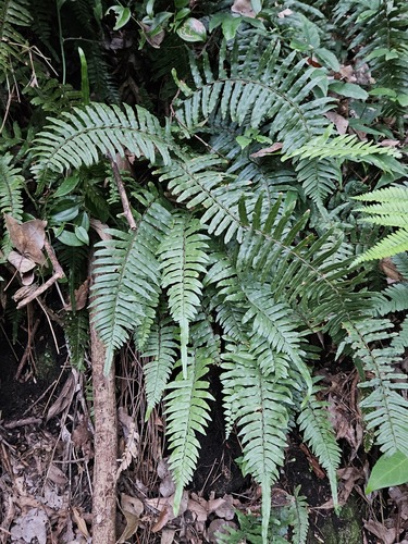 Microlepia hookeriana (Microlepia hookeriana)