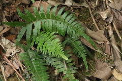 Microlepia hookeriana (Microlepia hookeriana)
