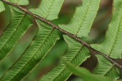Microlepia hookeriana (Microlepia hookeriana)