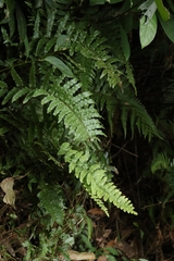 Microlepia hookeriana (Microlepia hookeriana)