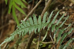 Microlepia hookeriana (Microlepia hookeriana)