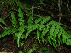 Microlepia krameri (Microlepia krameri)