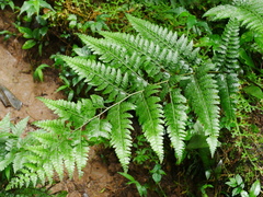 Microlepia krameri (Microlepia krameri)