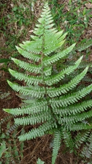 Microlepia krameri (Microlepia krameri)