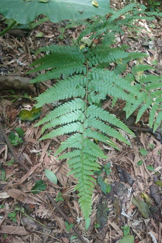 Microlepia krameri (Microlepia krameri)