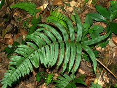 Microlepia marginata (Microlepia marginata)
