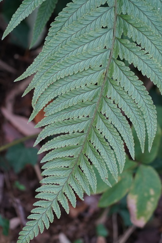 Microlepia marginata (Microlepia marginata)