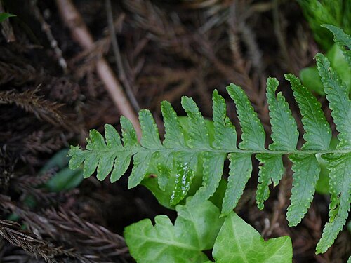 Microlepia marginata: Microlepia marginata:フモトシダ 2015/07/19 和歌山県田辺市:Tanabe City. Wakayama Pref. Japan