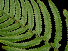 Microlepia marginata (Microlepia marginata)