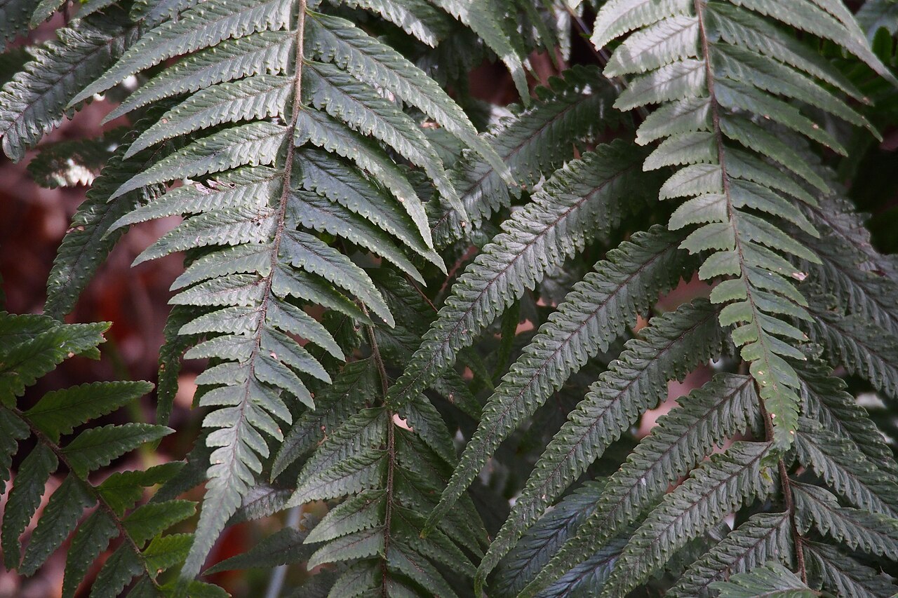 Microlepia marginata: フモトシダ.