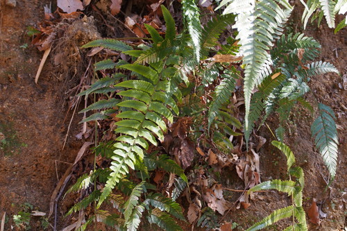 Microlepia marginata (Microlepia marginata)