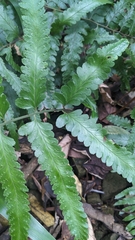 Microlepia marginata (Microlepia marginata)