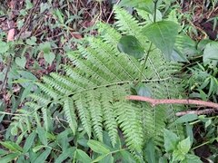 Microlepia nepalensis (Microlepia nepalensis)