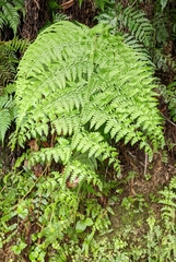Microlepia nepalensis (Microlepia nepalensis)