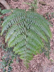 Microlepia nepalensis (Microlepia nepalensis)
