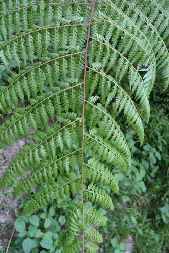 Microlepia nepalensis (Microlepia nepalensis)
