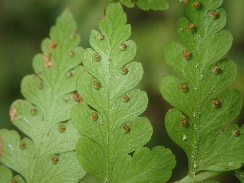Microlepia nepalensis (Microlepia nepalensis)