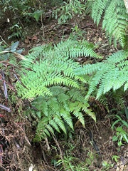 Microlepia nepalensis (Microlepia nepalensis)