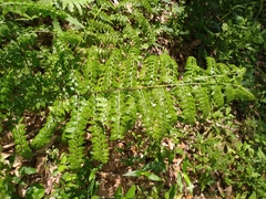 Microlepia nepalensis (Microlepia nepalensis)