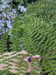 Microlepia nepalensis (Microlepia nepalensis)