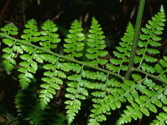 Microlepia nepalensis (Microlepia nepalensis)