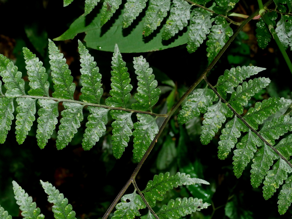Microlepia obtusiloba (Microlepia obtusiloba)