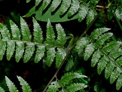 Microlepia obtusiloba (Microlepia obtusiloba)
