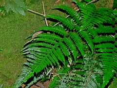 Microlepia obtusiloba (Microlepia obtusiloba)