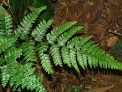 Microlepia obtusiloba (Microlepia obtusiloba)