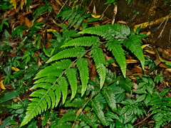 Microlepia obtusiloba (Microlepia obtusiloba)