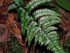 Microlepia obtusiloba (Microlepia obtusiloba)