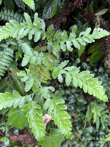 Microlepia obtusiloba (Microlepia obtusiloba)
