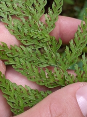 Microlepia setosa (Microlepia setosa)