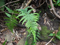 Microlepia setosa (Microlepia setosa)