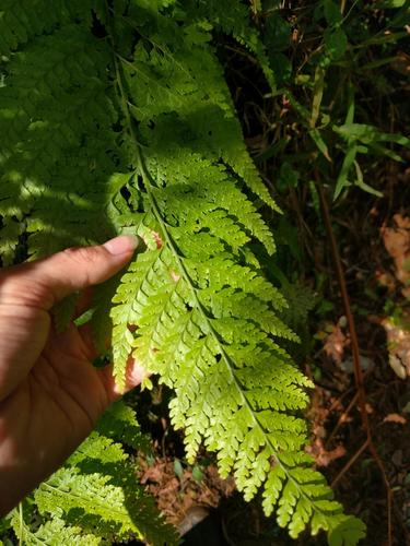Microlepia setosa (Microlepia setosa)
