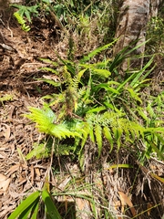 Microlepia setosa (Microlepia setosa)