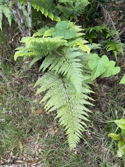 Microlepia setosa (Microlepia setosa)