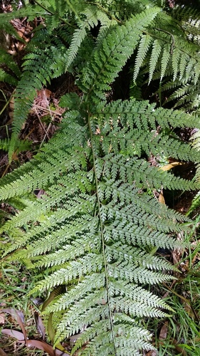 Microlepia setosa (Microlepia setosa)
