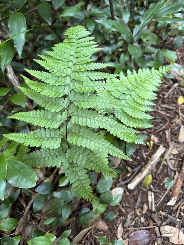 Microlepia setosa (Microlepia setosa)