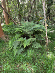 Microlepia setosa (Microlepia setosa)