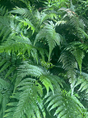 Microlepia setosa (Microlepia setosa)