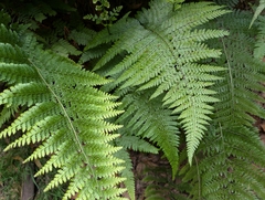 Microlepia setosa (Microlepia setosa)