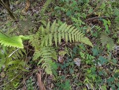Microlepia setosa (Microlepia setosa)