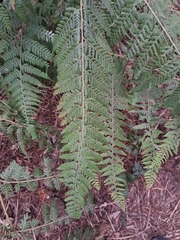 Limpleaf fern (Microlepia speluncae)