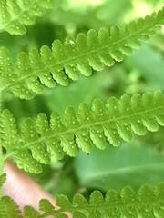 Limpleaf fern (Microlepia speluncae)