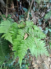 Limpleaf fern (Microlepia speluncae)