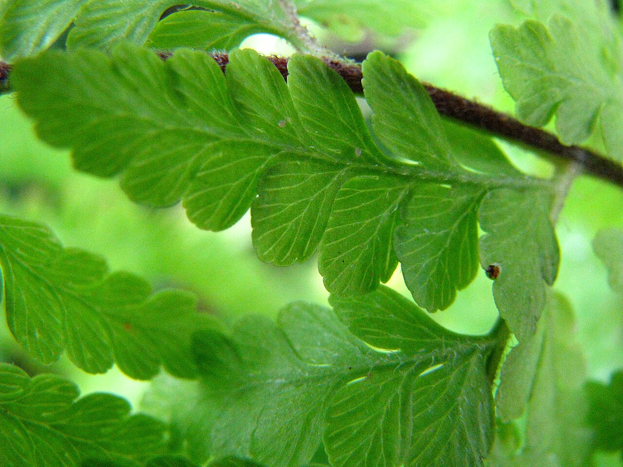 Limpleaf fern: Limpleaf fern Dennstaedtiaceae Indigenous to the Hawaiian Islands Oʻahu (Cultivated) nativeplants.hawaii.edu/plant/view/Microlepia_speluncae